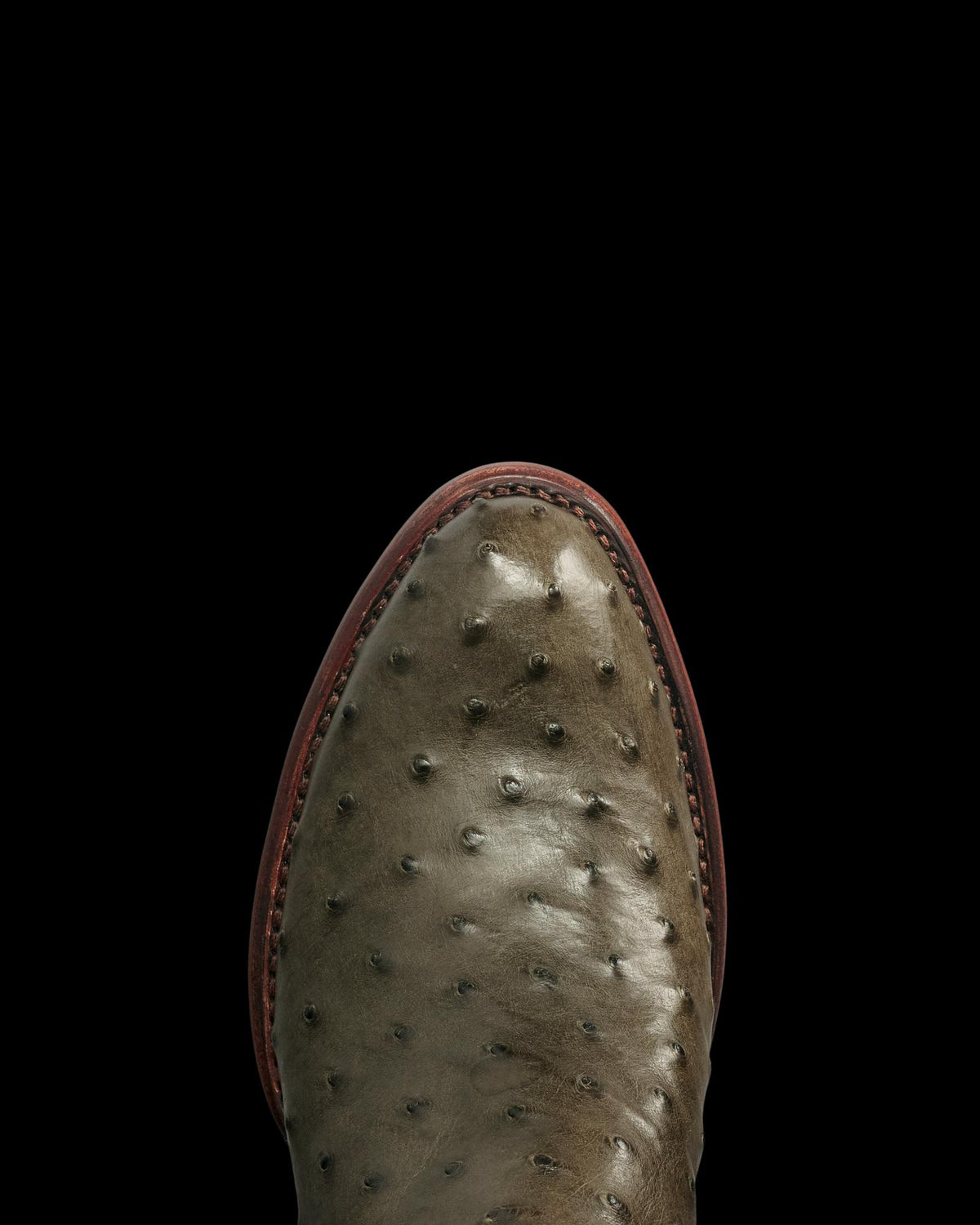 Toe view of The Wyatt - Dark Forest Ostrich on plain background